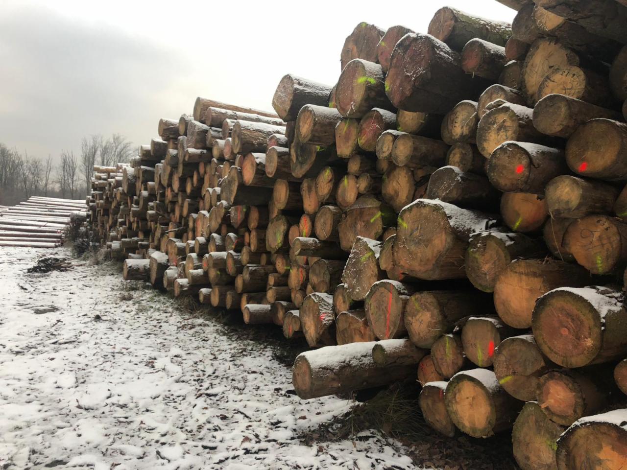 Stos ściętych, okorowanych pni drzew iglastych, częściowo pokrytych śniegiem, z widocznymi znakami identyfikacyjnymi w kolorze czerwonym i zielonym, składowanych na placu w zimowej scenerii.
