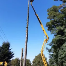 Pracownik na podnośniku koszowym przycina wysokie drzewo, zrębki leżą na ziemi, w tle budynek i drzewa.