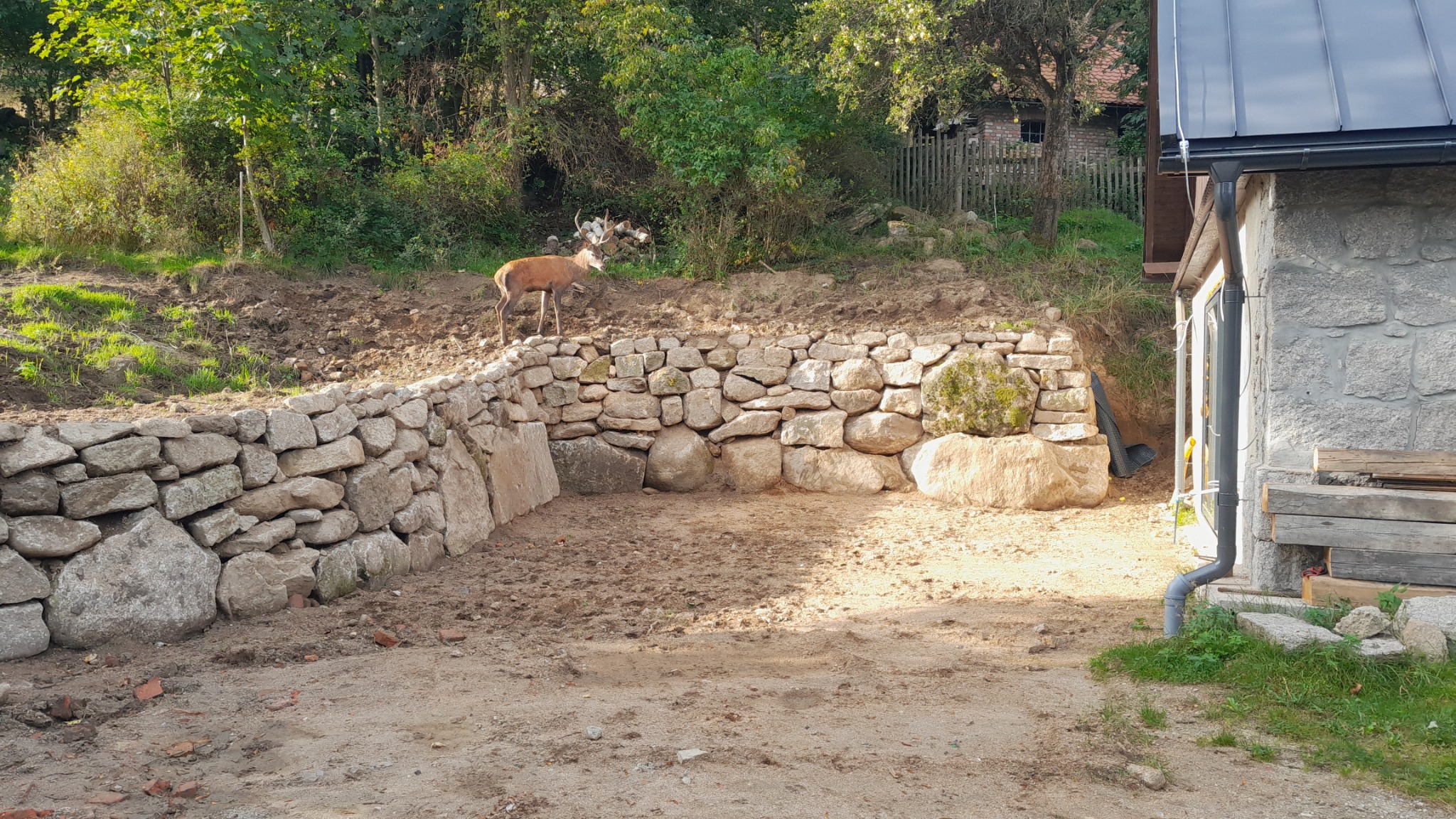 Kamienny murek oporowy z jeleniem na szczycie, obok budynek z kamienia, teren przygotowany pod dalsze prace.