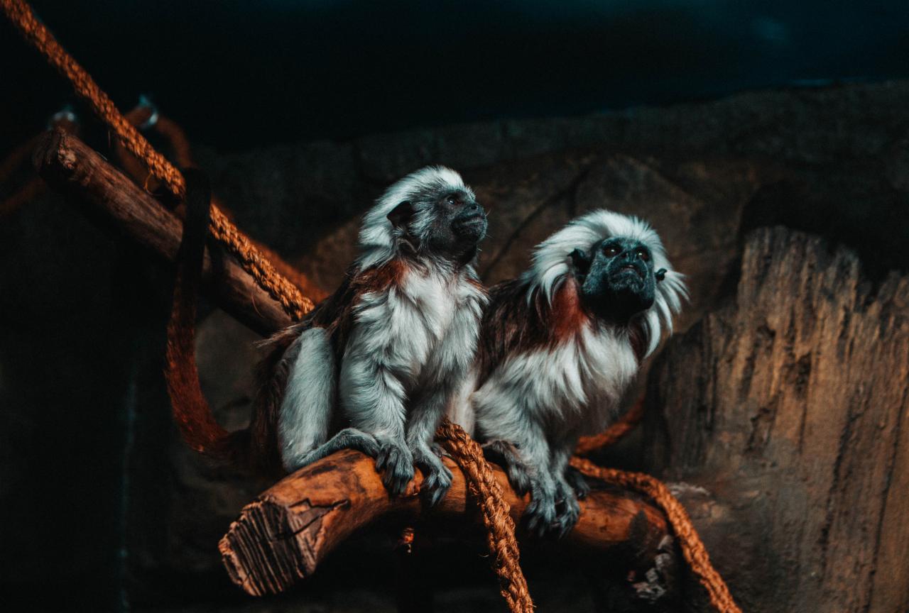 Dwie małpki tamaryny białouche w krakowskim zoo siedzą na gałęzi, z ciemnym, skalistym tłem i grubym sznurem.