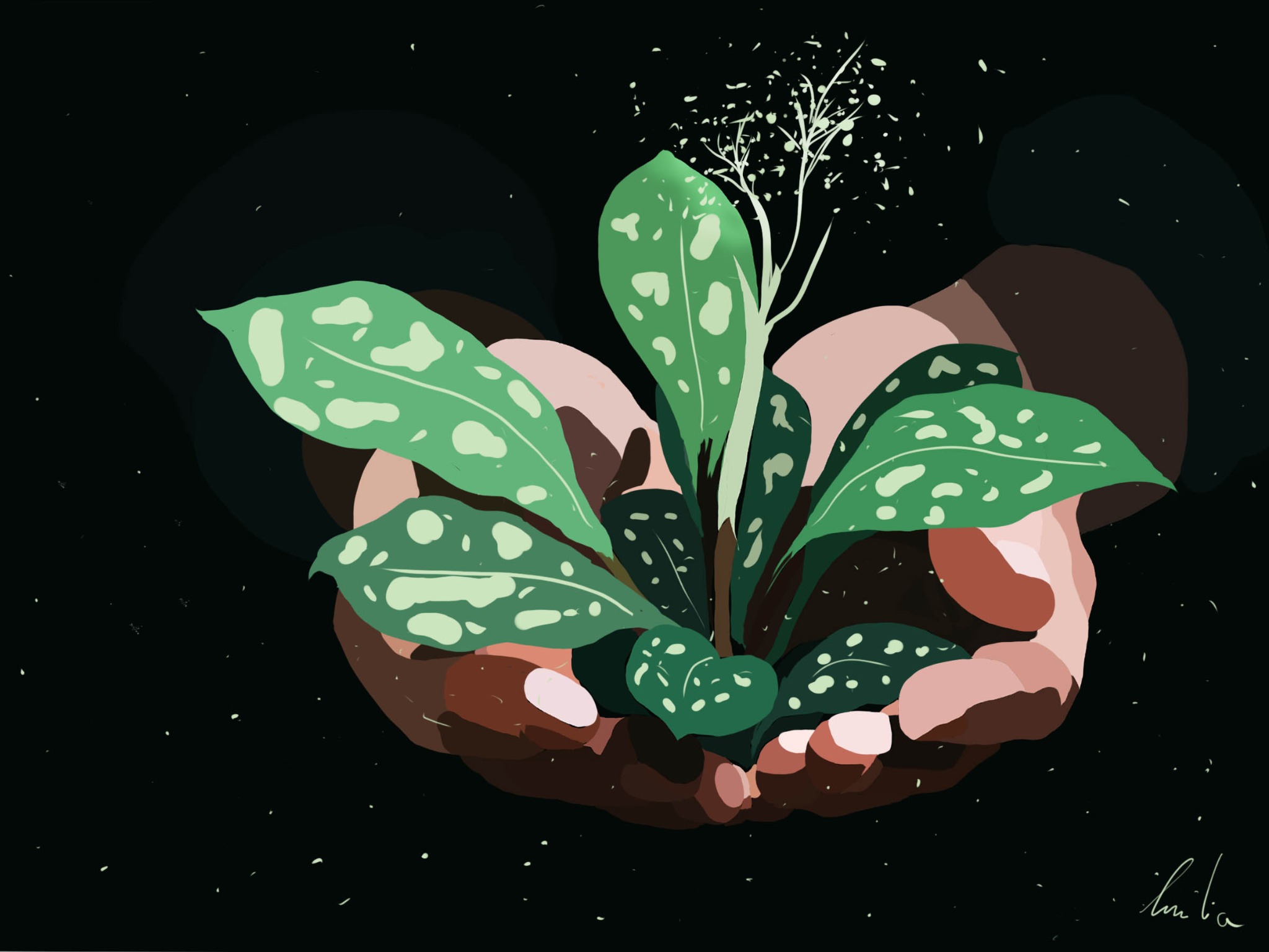 Ilustracja przedstawia dłonie trzymające roślinę z zielonymi liśćmi w białe plamki i drobnymi białymi kwiatami na czarnym tle.