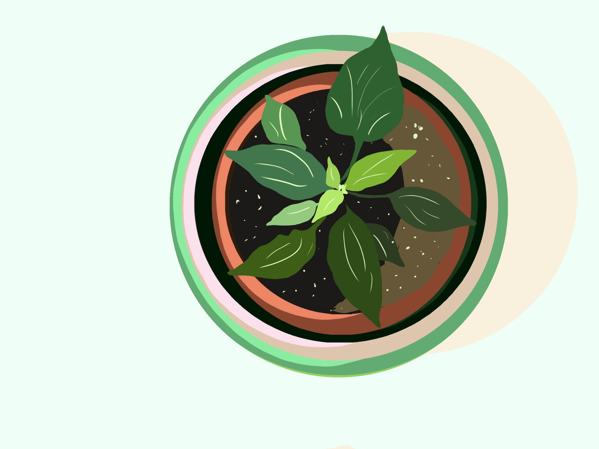 Ilustracja rośliny doniczkowej z widokiem z góry, z ciemnozielonymi liśćmi i brązową ziemią w terakotowej doniczce z zielonymi i beżowymi obwódkami na jasnym tle.