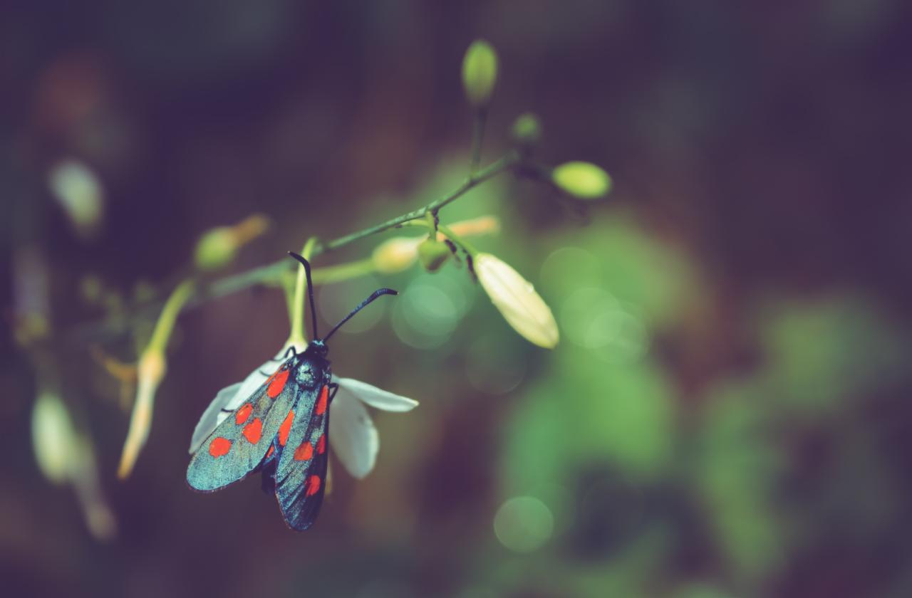 Motyl z czerwonymi plamkami na skrzydłach siedzi na małym białym kwiatku, tło rozmyte, w odcieniach zieleni i fioletu.