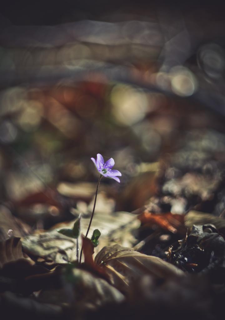 Ujęcia do albumów przyrodniczych, artykułów prasowych czy nawet ulotek. Od małego żuczka po szczyty sosen.