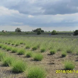 Pole lawendy w trakcie wzrostu, widoczne rzędy roślin, tło z drzewami i pochmurnym niebem, data i godzina na zdjęciu.