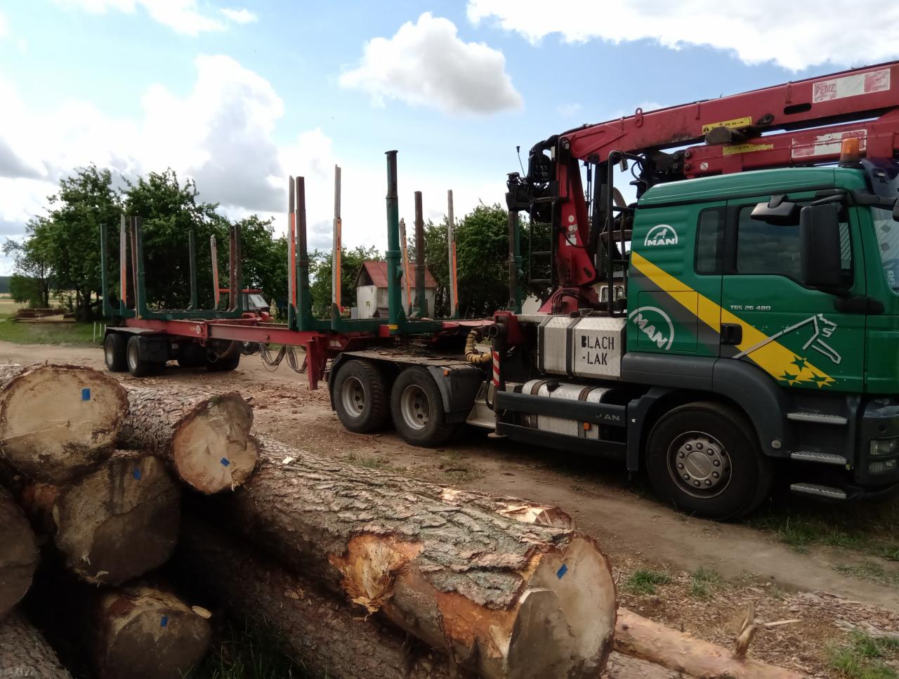 Ciężarówka MAN z dźwigiem i przyczepą do przewozu drewna, obok leżą ścięte pnie drzew z niebieskimi oznaczeniami.