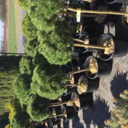 Rząd kulistych sosen w czarnych donicach, przygotowanych do sadzenia, z widocznymi etykietami na pniach i korą w donicach, na tle zieleni i błękitnego nieba.