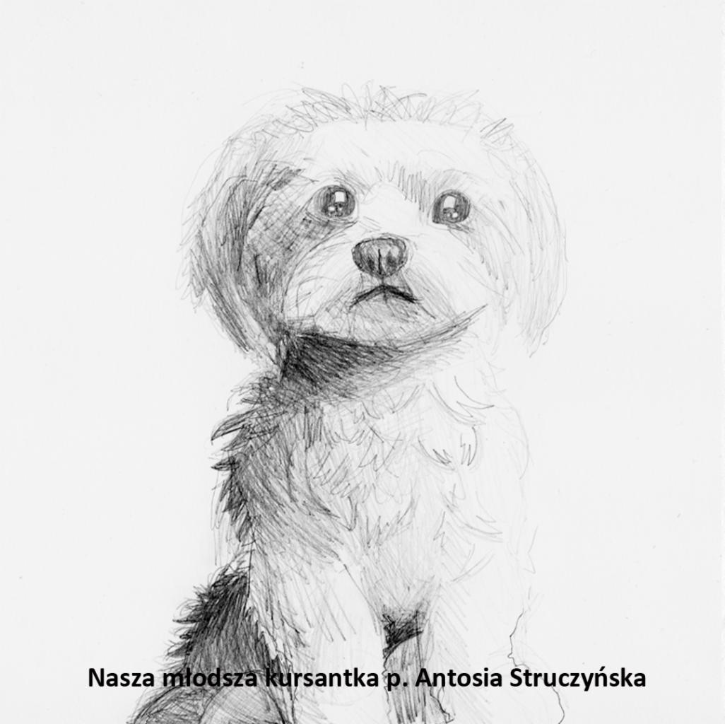 Szkic ołówkiem przedstawiający psa rasy Maltańczyk, podpisany: Nasza młodsza kursantka p. Antosia Struczyńska.