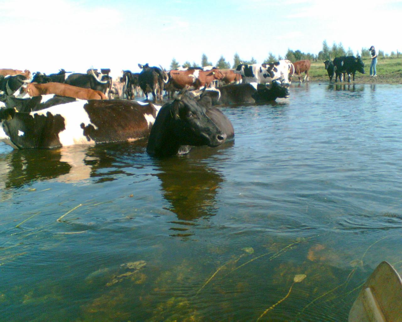 Krowy różnych ras zanurzone w wodzie, niektóre z nich całkowicie zanurzone, w tle zielona łąka i osoba stojąca nad brzegiem.