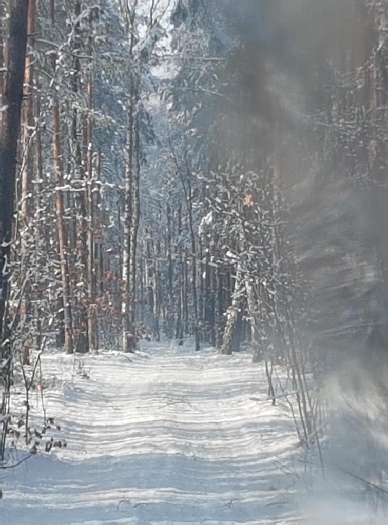 Śnieżna droga przez zimowy las, widok z perspektywy przechodnia, z delikatnym efektem zamglenia w prawym rogu kadru.