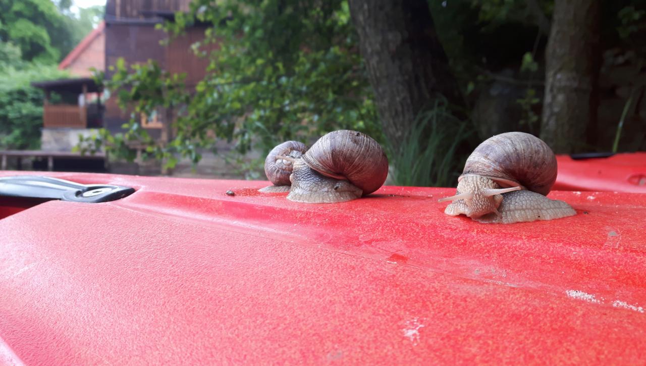 Trzy ślimaki winniczki na jaskrawoczerwonym kajaku na tle zamazanego budynku i zieleni.