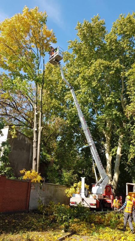 Pracownik na podnośniku koszowym przycina gałęzie wysokiego drzewa z żółtymi liśćmi, obok leżą ścięte gałęzie, w tle mur z cegły.