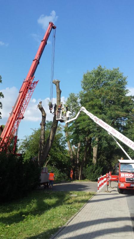 Usuwanie gałęzi z wysokiego drzewa przy użyciu podnośnika koszowego i dźwigu, pracownicy w kaskach i kamizelkach odblaskowych, zabezpieczony teren.