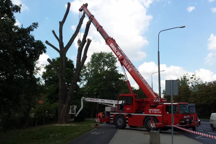 Czerwony dźwig z wysięgnikiem przy częściowo ogołoconym drzewie, prace przycinania gałęzi na tle zieleni i błękitnego nieba.