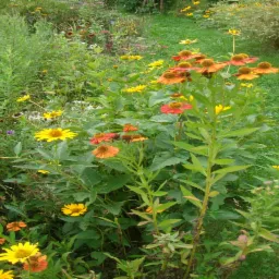 Kępa kwitnących rudbekii i innych żółtych kwiatów w naturalistycznym ogrodzie, widok z poziomu gruntu.