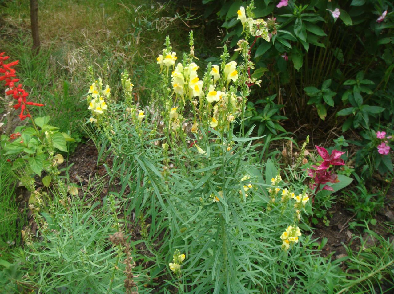 Kępa żółtych lwiej paszczy w ogrodzie z różnymi gatunkami kwiatów, w tle widoczna trawa i inne rośliny.