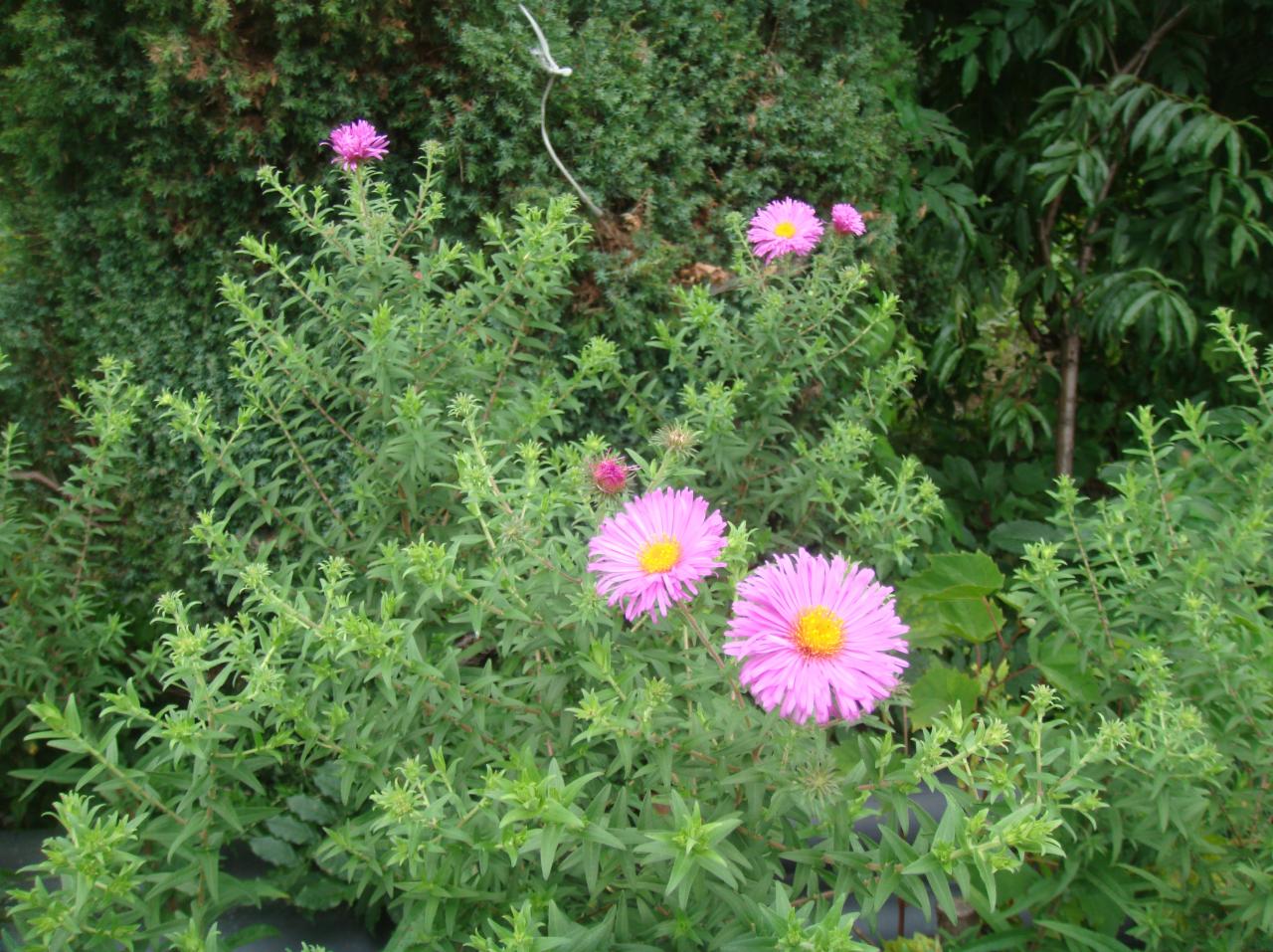 Krzew z różowymi kwiatami astrów jesiennych z żółtymi środkami, na tle zieleni ogrodu, w tym iglaka.