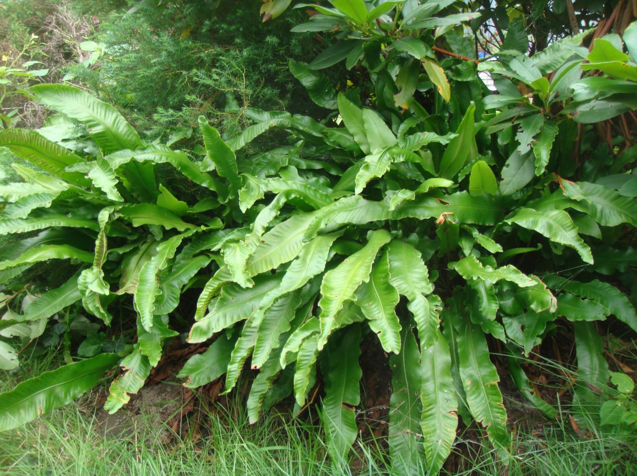 Gęsta kępa zielonych paproci języcznik zwyczajny z pofalowanymi brzegami liści, rosnąca w ogrodzie, na tle innych roślin.