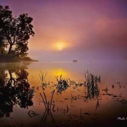 Dream come true s.r.o. - Krajobraz jeziora o świcie, z drzewem odbijającym się w wodzie i mgłą unoszącą się nad powierzchnią, złote słońce przebija się przez chmury.