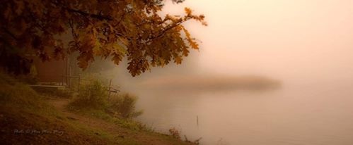 Jesienny krajobraz: mglisty brzeg jeziora z drzewem dębu w pomarańczowych barwach i małym domkiem w tle.