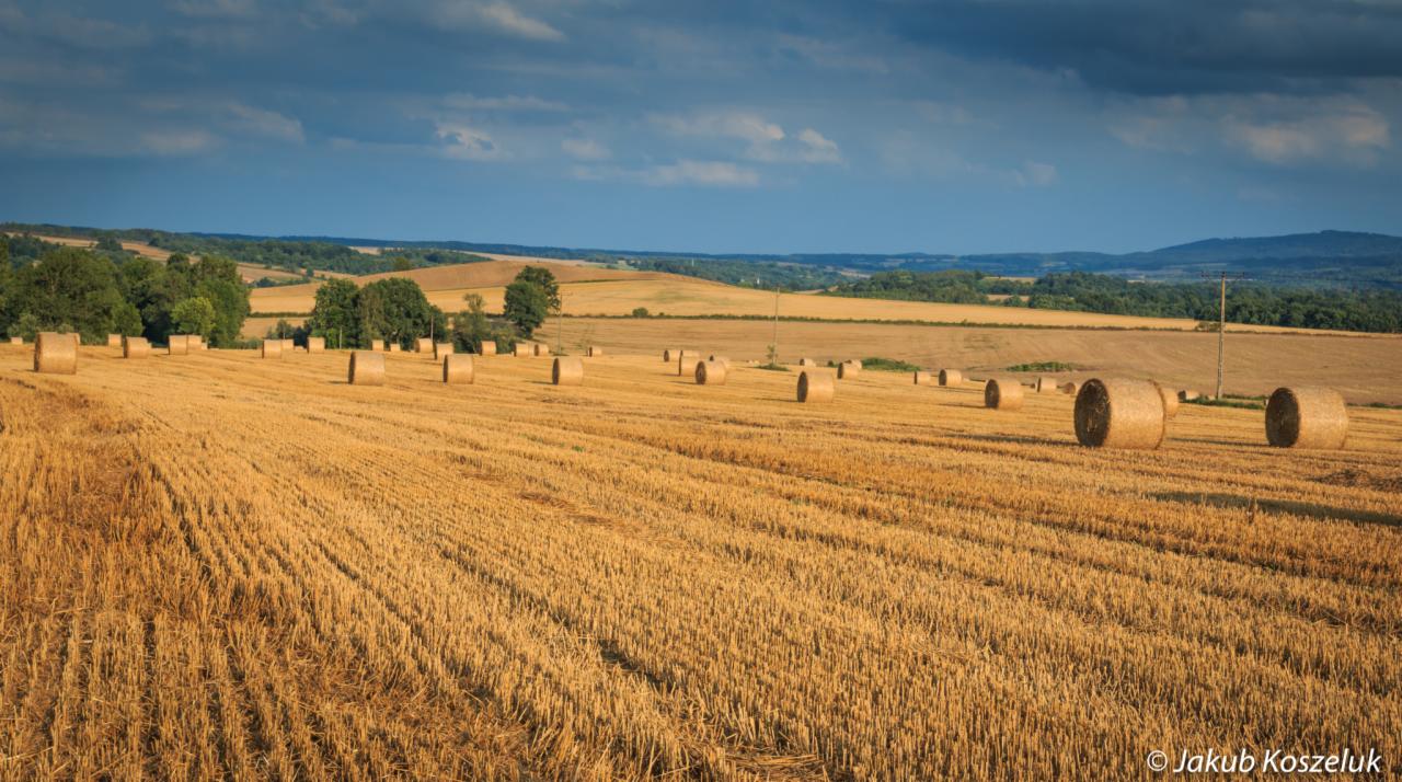 Pole ze złotymi belami siana po żniwach, w tle zielone wzgórza i błękitne niebo z chmurami.