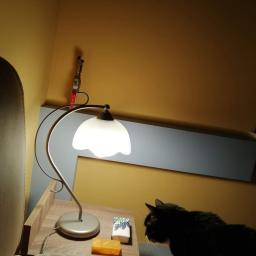 Usługi Remontowe - Pokój z żółtą ścianą, lampką nocną na drewnianym stoliku, na którym leżą chusteczki i pomarańczowy pojemnik na leki. W kadrze czarny kot z białymi wąsami.