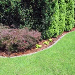 Starannie zaprojektowany ogród z równo przystrzyżonym trawnikiem, obrzeżem z kostki, ozdobnymi krzewami i tujami posadzonymi w rzędzie, wyściółka z kory.