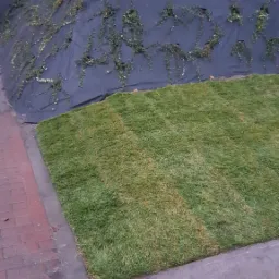 Świeżo ułożona trawa z rolki na skarpie zabezpieczonej czarną agrowłókniną, częściowo porośniętą pnączami, w tle budynki.