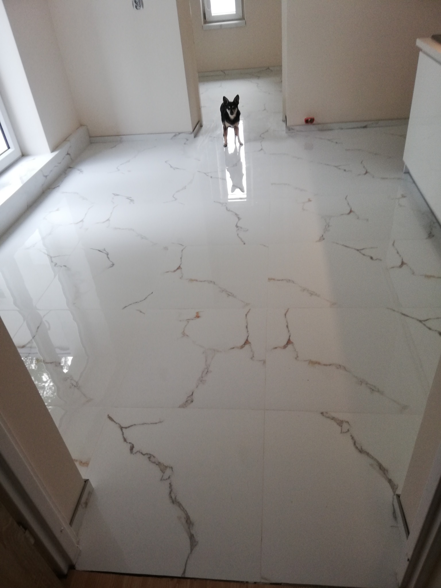 Świeżo położona, błyszcząca, biała podłoga z marmurowym wzorem w pustym pomieszczeniu; mały pies rasy pinczer stoi na środku kadru, patrząc w obiektyw.