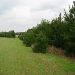Równy szpaler młodych drzew iglastych w szkółce, widok z perspektywy trawnika w pochmurny dzień.