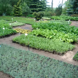 Szkółka roślin z różnorodnymi gatunkami w doniczkach, widoczne hosty, lawenda i inne rośliny ozdobne z białymi etykietami, w tle drzewa i krzewy.