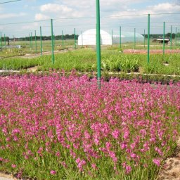 Ogrodnictwo - produkcja roślin ozdobnych, usługi ogrodnicze, projektowanie ogrodów - Porządne Wycinki Łask