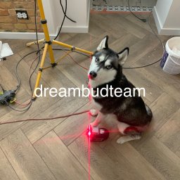 DreamBudTeam Sp.z o. o. - Husky z niebieskimi oczami siedzi na podłodze z paneli, obok poziomicy laserowej, w tle widoczna ściana z cegły i lampa budowlana.