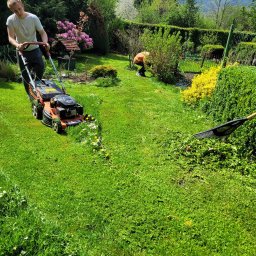 USŁUGI OGRODNICZE DAWID BANACH - Mężczyzna w jasnej koszulce prowadzi pomarańczową kosiarkę spalinową po trawniku, pozostawiając za sobą równo skoszoną ścieżkę z widocznymi ściętymi kwiatami; w tle drugi mężczyzna grabi trawę,...