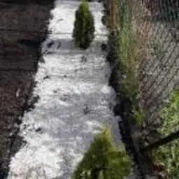 Ścieżka w ogrodzie wysypana białym grysem, z posadzonymi młodymi tujami wzdłuż krawędzi, widok z góry, siatka ogrodzeniowa w tle.