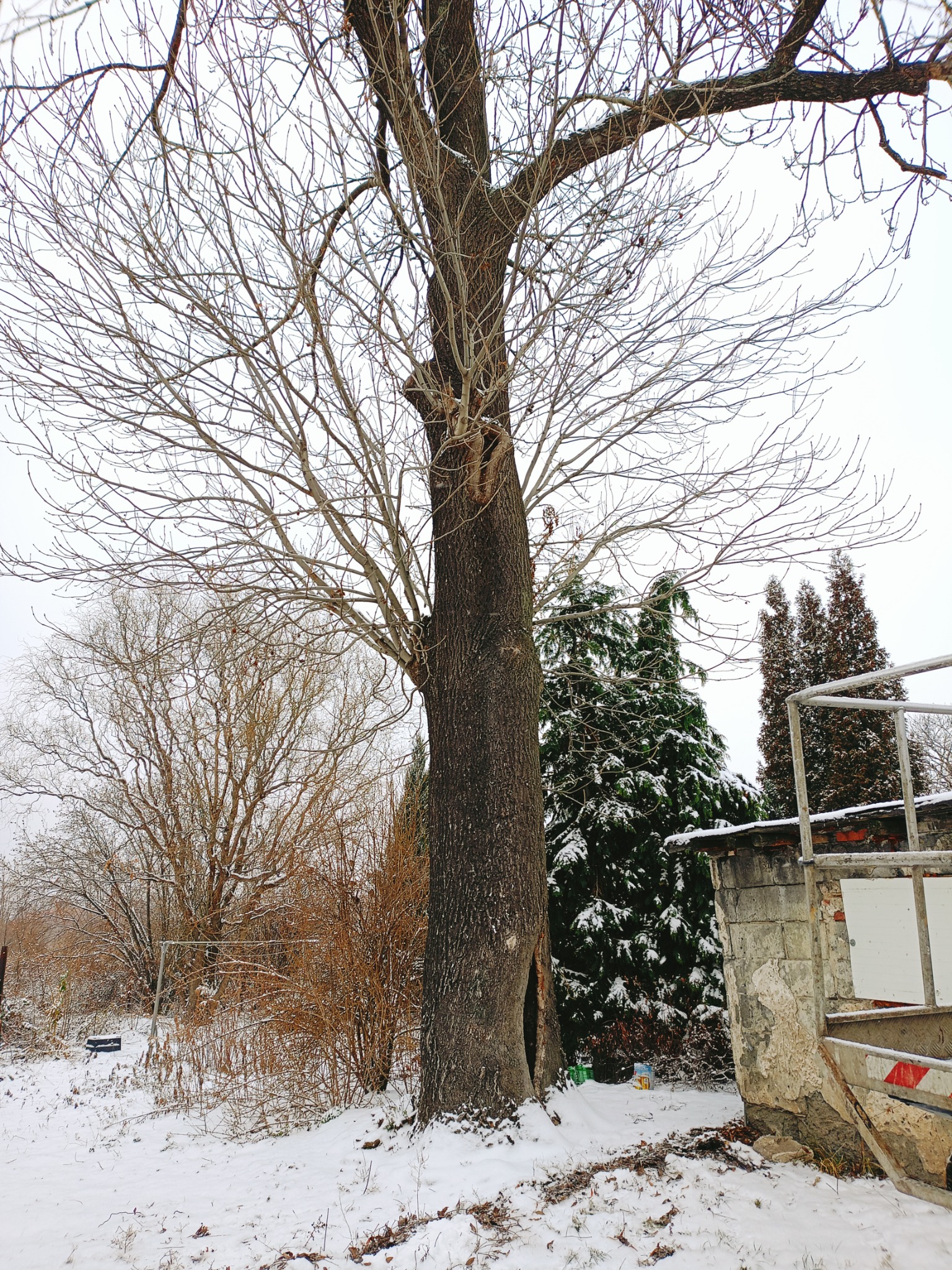 Zimowy krajobraz z dużym drzewem liściastym o gołych gałęziach i dziuplą u podstawy pnia, pokrytym śniegiem, w tle iglaki i resztki starej konstrukcji.