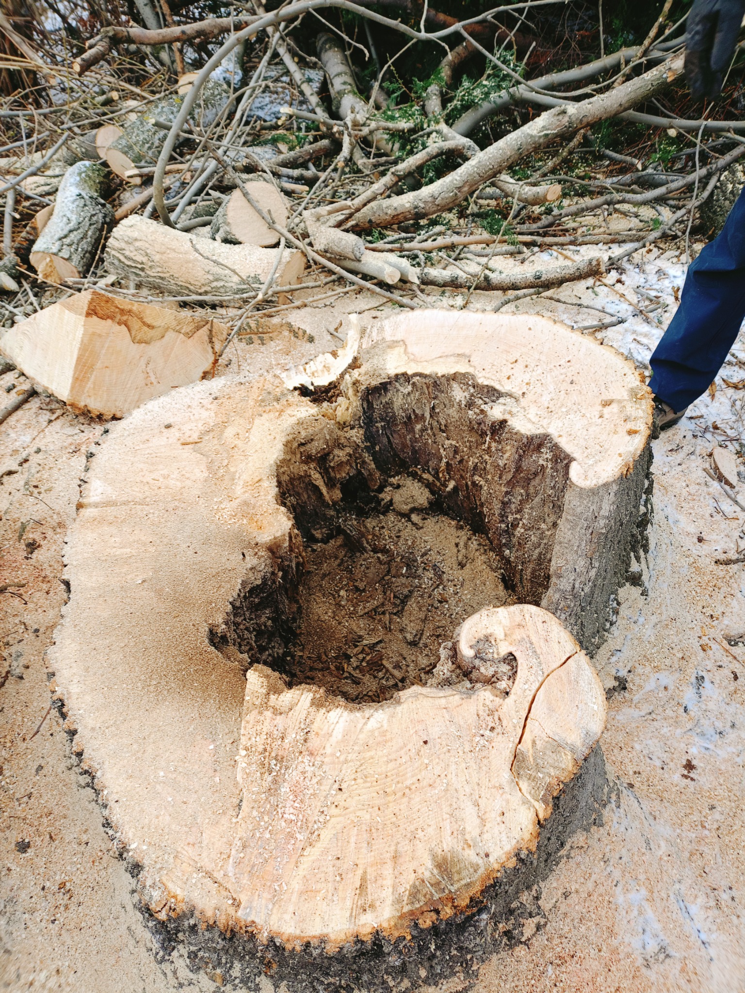 Świeżo ścięty, duży pień drzewa w Walim, otoczony odrąbanymi gałęziami i trocinami, z widocznym fragmentem buta osoby wykonującej pracę.