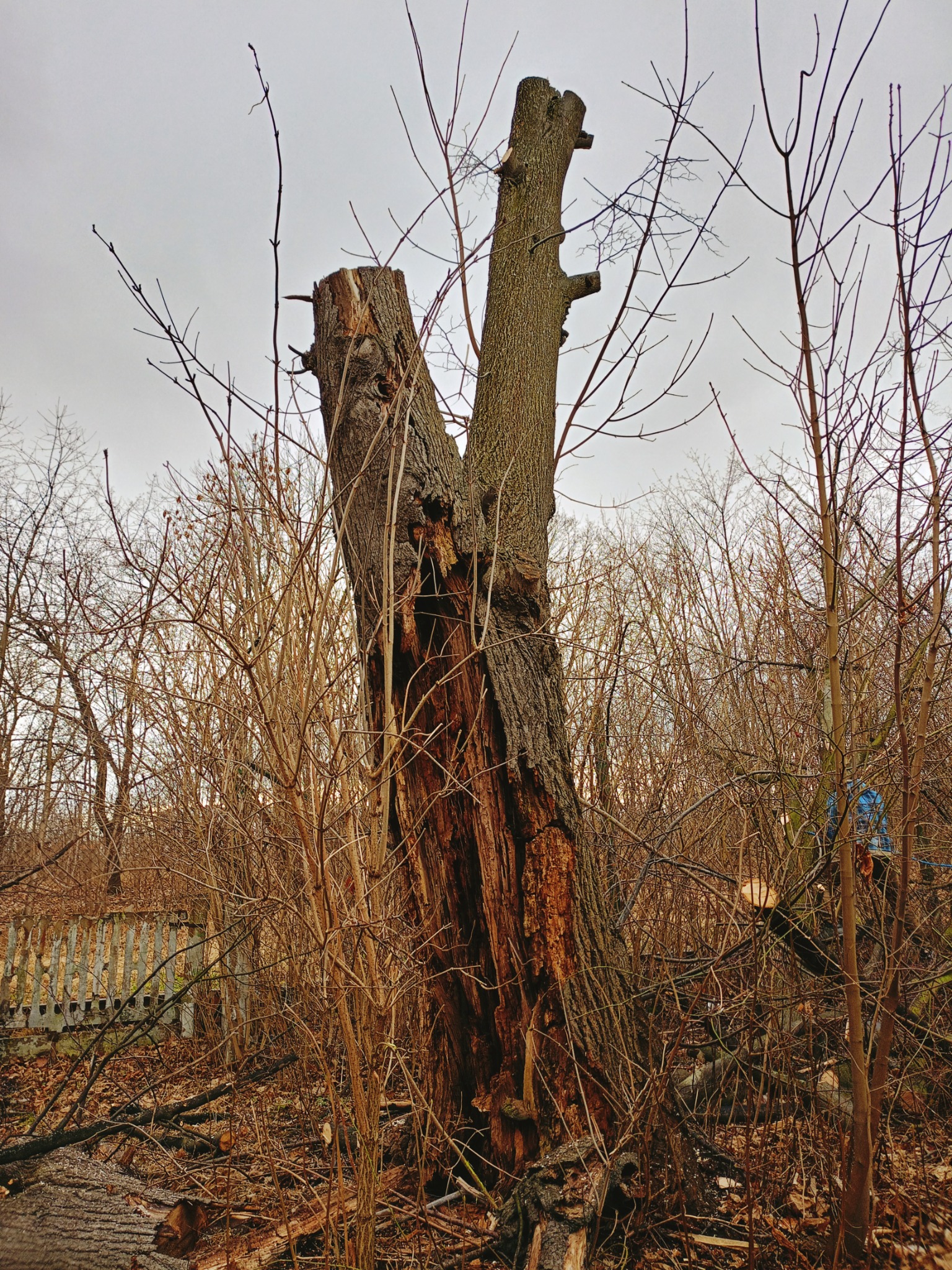 Pień po wycince drzewa z widocznymi śladami cięcia i rozszczepieniami drewna, otoczony suchymi krzewami i gałęziami na ziemi, z fragmentem starego płotu w tle, pochmurny dzień.