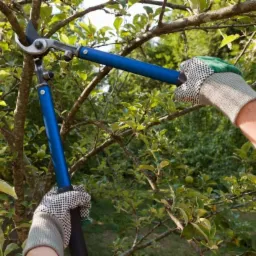 Przycinanie gałęzi drzewa owocowego za pomocą sekatora z długimi, niebieskimi rączkami; dłonie w roboczych rękawicach z zielonymi wzmocnieniami.