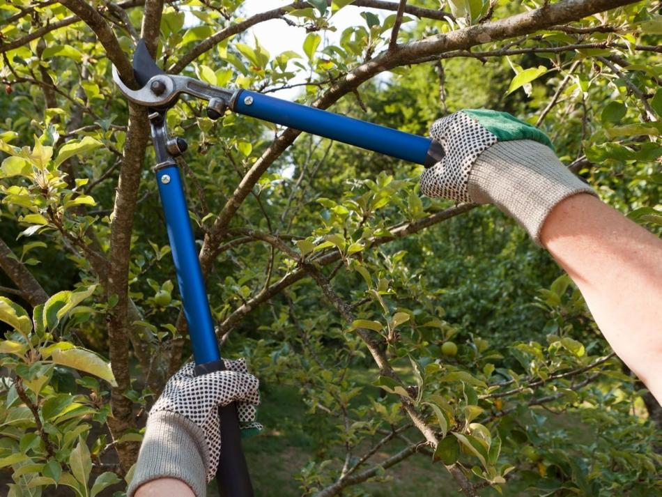 Przycinanie gałęzi drzewa owocowego za pomocą sekatora z długimi, niebieskimi rączkami; dłonie w roboczych rękawicach z zielonymi wzmocnieniami.
