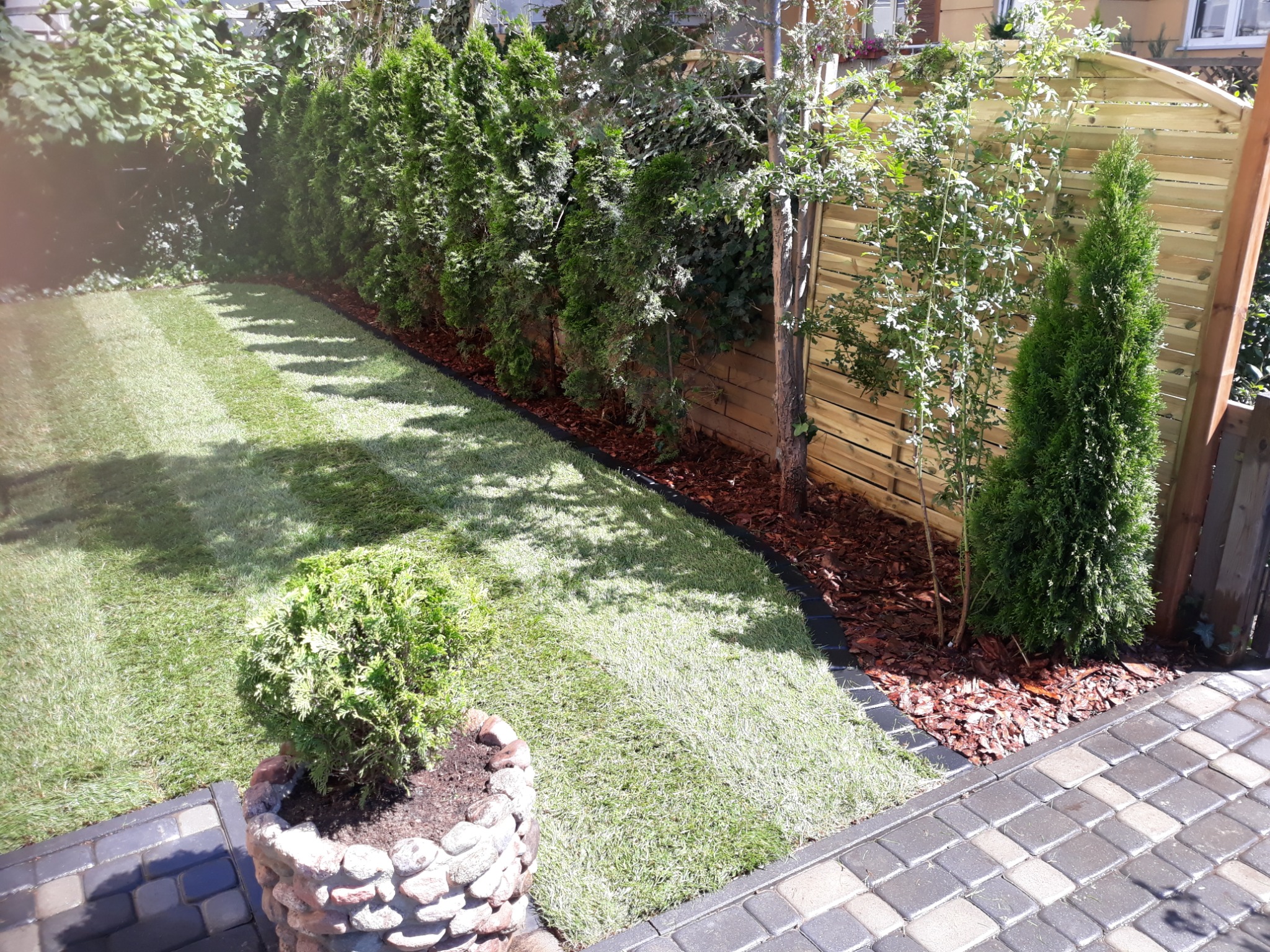 Świeżo ułożony trawnik z rolki, z wyraźnymi pasami po koszeniu, obrzeżony korą i tujami, widok z poziomu kostki brukowej.