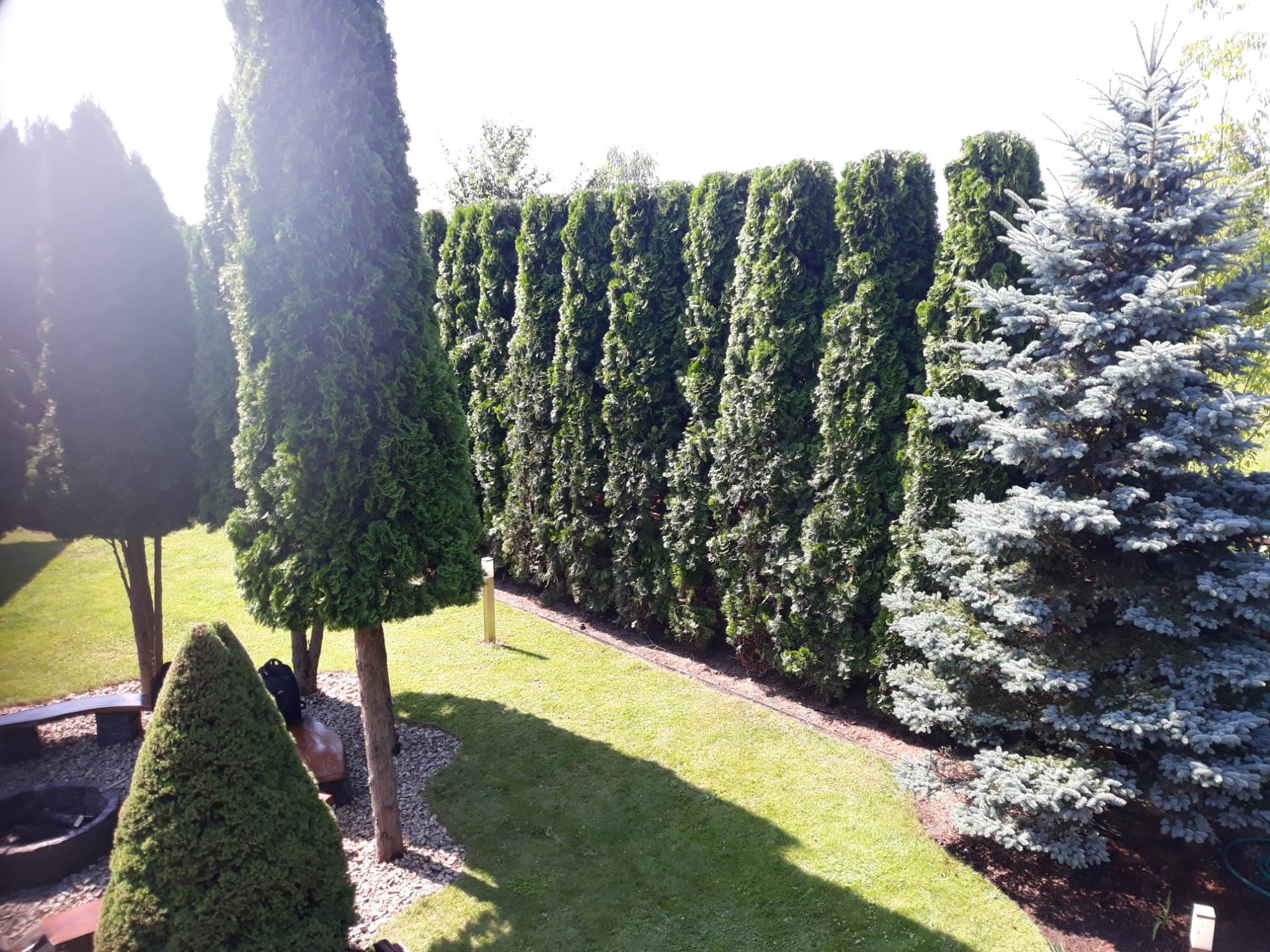Uformowane tuje szmaragdowe tworzące żywopłot w ogrodzie, obok rośnie srebrna choinka, w tle trawnik i miejsce na ognisko.