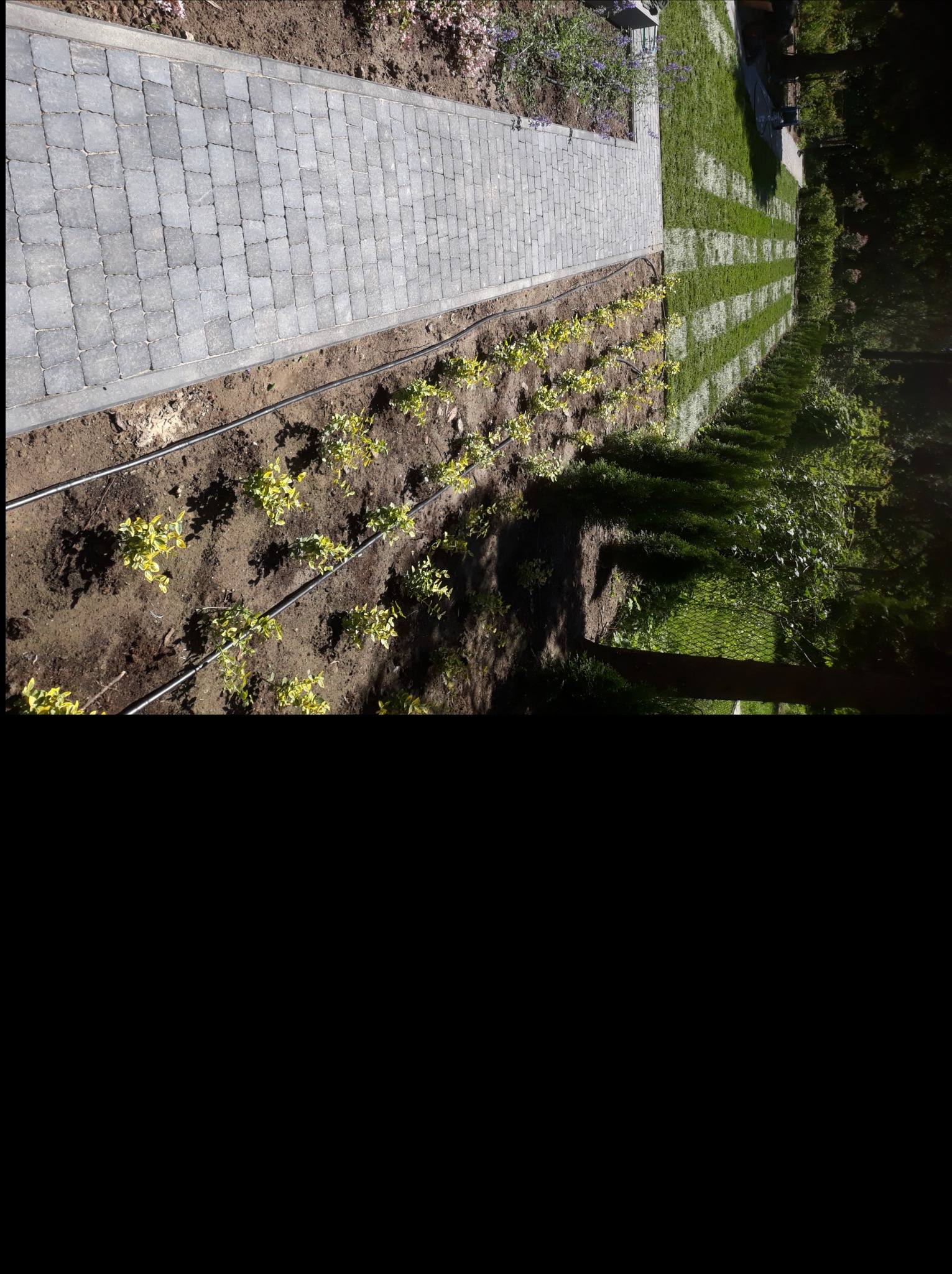 Ścieżka z kostki brukowej w Piasecznie, obok rabata z sadzonkami i systemem nawadniania, dalej trawnik w pasy.