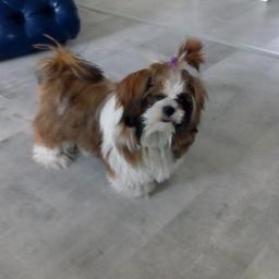 Budowa - Usługi Malarskie Radzionków