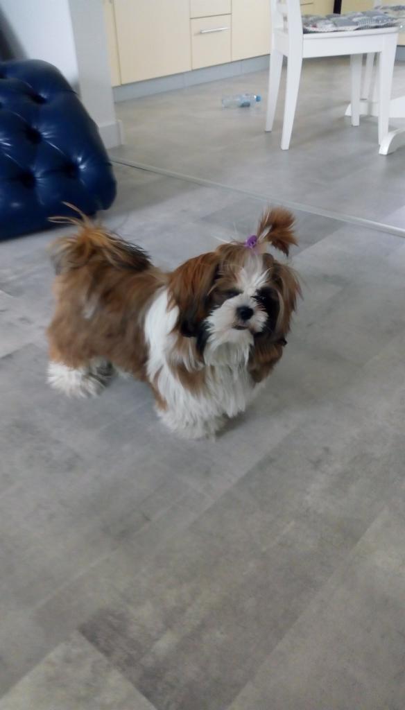 Shih Tzu z fioletową gumką we włosach stoi na szarej podłodze z paneli winylowych, w tle niebieska pufa i białe krzesła.