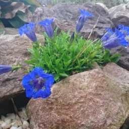 Kobaltowe goryczki wiosenne rosnące w skalniaku zbudowanym z nieregularnych, szarych i brązowych kamieni. Krople wody na płatkach kwiat&oacute;w.