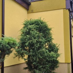 ADEXBUD Usługi Remontowo-Budowlane - Żółta elewacja domu z brązowymi rynnami i oknem, ozdobiona formowanymi krzewami iglastymi. W tle widoczny ogród i drzewa.