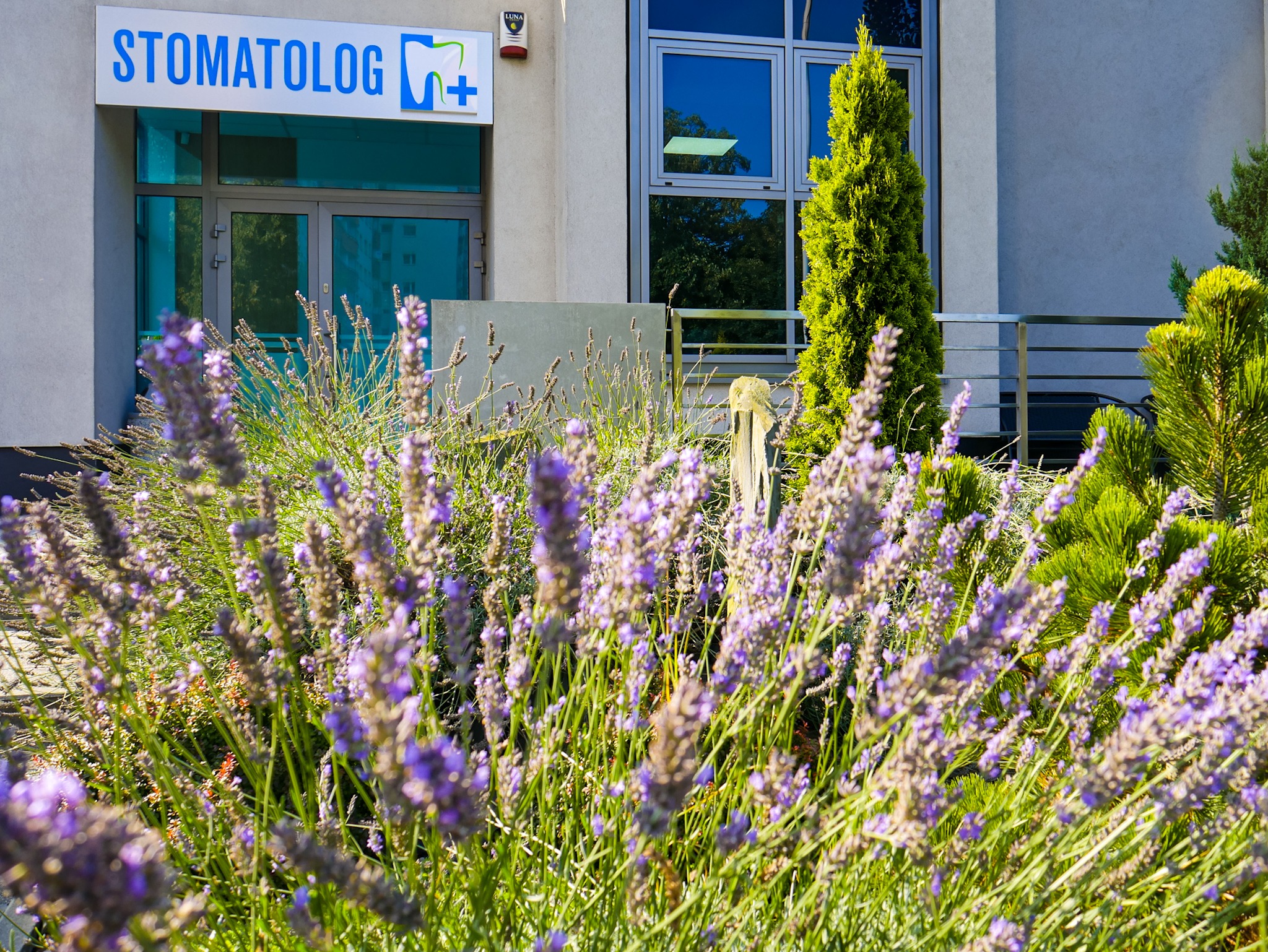 Wejście do gabinetu z szyldem i logo, ozdobione kwitnącą lawendą i iglakami.