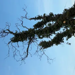 Widok z dołu na wysokie drzewo częściowo porośnięte bluszczem, z widocznymi świeżo obciętymi gałęziami i błękitnym niebem w tle.