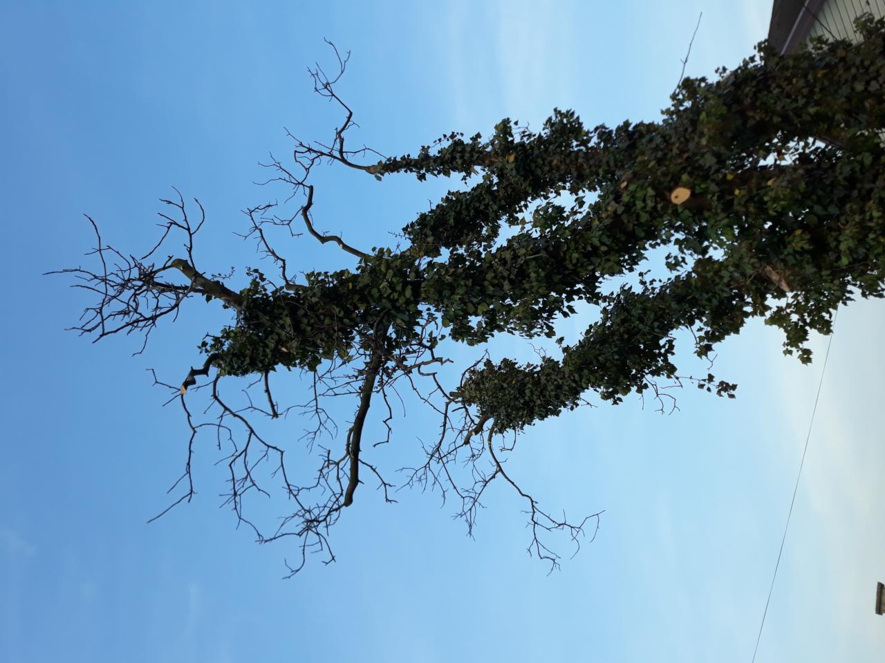 Widok z dołu na wysokie drzewo częściowo porośnięte bluszczem, z widocznymi świeżo obciętymi gałęziami i błękitnym niebem w tle.